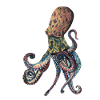 Octopus Squid