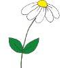 süsses Gänseblümchen