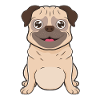 pug dog