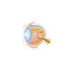 Human eye