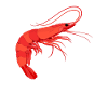 Shrimp Shrimp keep it Shrimple Aquarium Shrimp