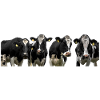 Vaches. vaches