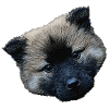 hündchen closing, eurasier welpe