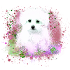 Maltese, dog, white, painting, graffiti