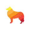 Shetland Schäferhund