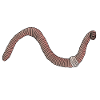 Earthworm earthworm