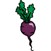 Radishes Beetroot Radish beetroot betterave