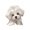 Undervurder aldrig en gammel kvinde med en malteser