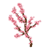 Cerisier en fleurs