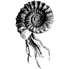 Ammonit Design
