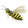 Big wasp