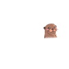 Otter