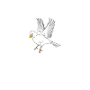 Bird Birthday Party Like It's Your Bird Day