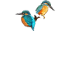 Eisvogel weiß