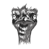 Ostrich portrait
