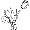 minimalist tulips