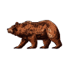 Bear shirt