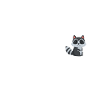 Raccoon