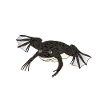 Xenopus amphibian frog xenopus