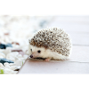 hedgehog hedgehog baby