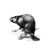 Spirit Animal Beaver
