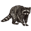 Waschbär