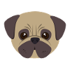 Pug
