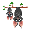 Bat Bats Night Bloodsucker Vampire