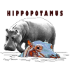 Hippopotamus, hippopotamie