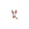 Cadeau chien Podenco drôle
