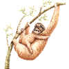 Sloths