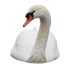 Schwan Schwäne