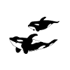 Orca mother with child