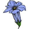 Gentian, drawn