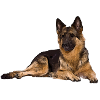 German shepherd dog
