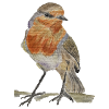 robin