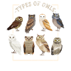 Owl night