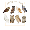 Chouette hibou