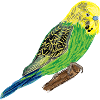 Yellow Budgie I