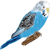 Blauer Wellensittich / Blue Budgie I