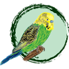 Gelber Wellensittich / Yellow Budgie II