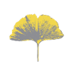 Ginko-Blatt