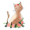 chat