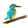 European kingfisher