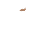 otter