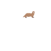 loutre