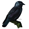 dohle