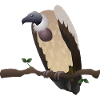 vulture