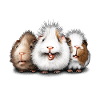 Three guinea pigs