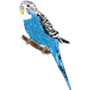 Blue Parakeet / Blue Budgie III